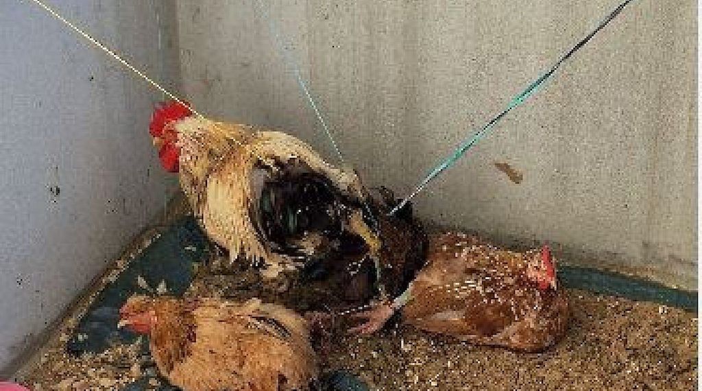 Angebundene Hühner von Balkon in Bremen-Osterholz befreit