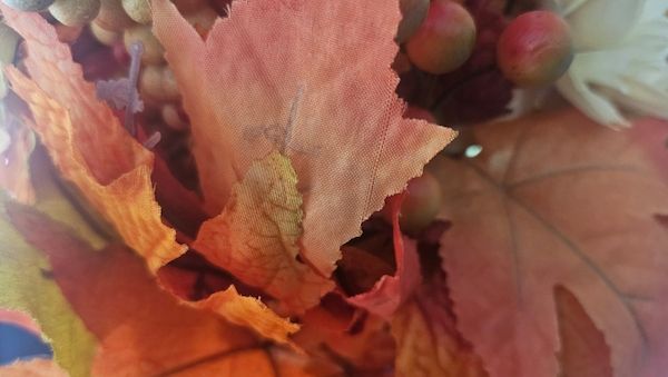 Herbstlaub: Wer muss kehren und wer zahlt?