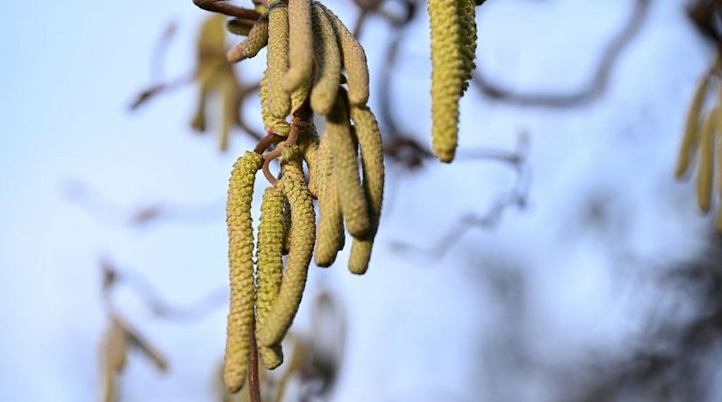 Kaum Pausen für Allergiker - Intensiver Start in Pollensaison