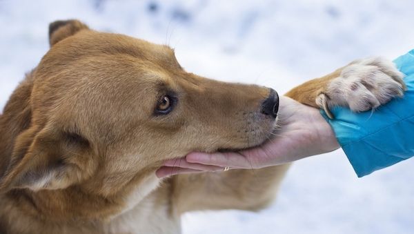 Welttierschutztag: Berlins Erbe und die Frage, was Tierheimsponsoring den Tierheimen bringt