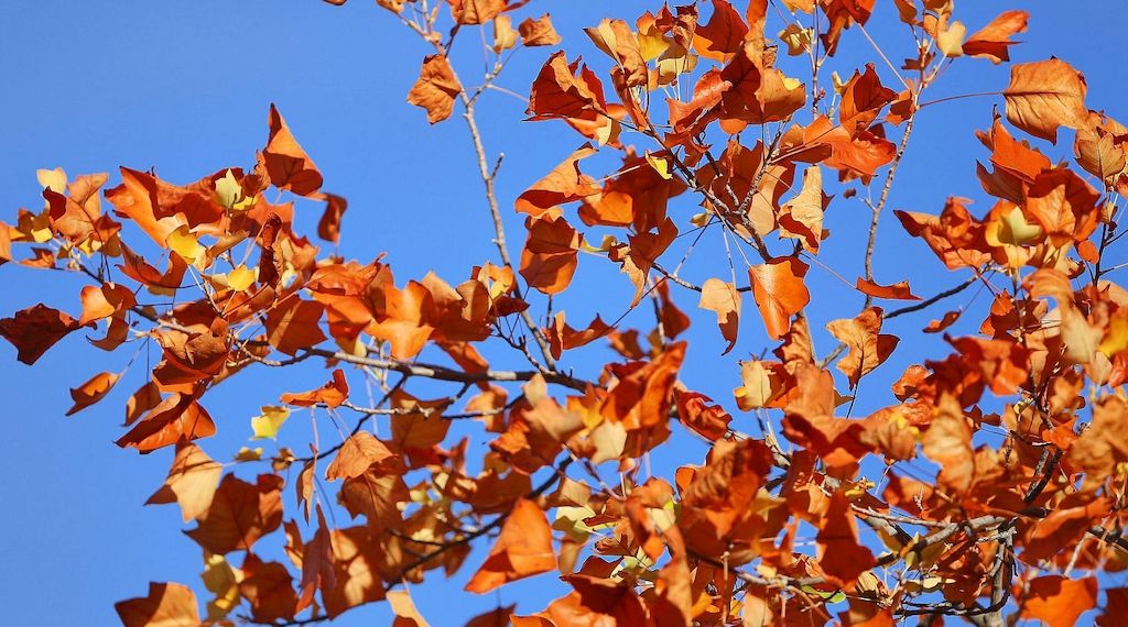 Wetterbericht für Baden-Württemberg (28.10.2026)